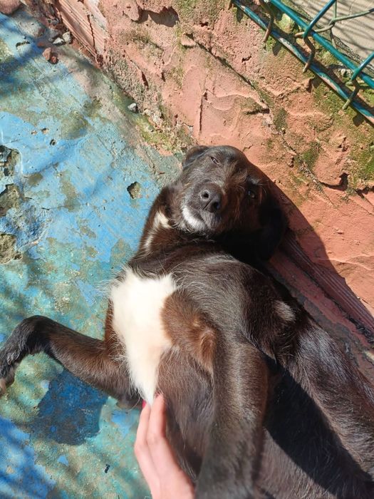 Cadela porte pequeno meiga