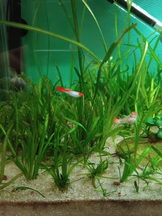 Guppys koi (guppys de linhagem)