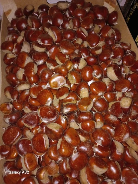 Castanhas gordinhas