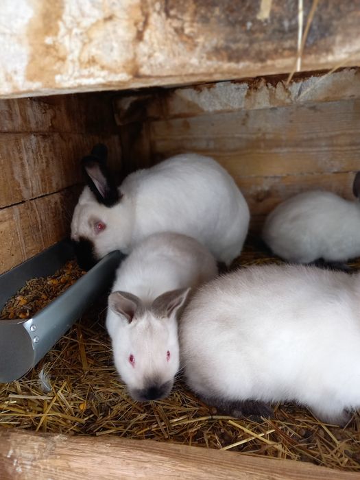 Kroliki kalifornijskie