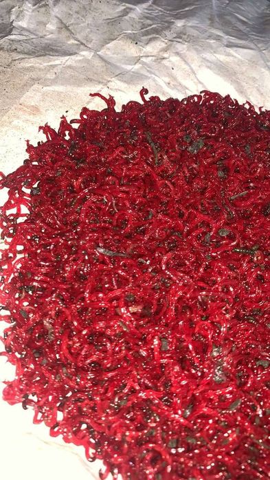 Мотиль крупний рибацький