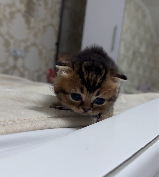 Шотландський котик