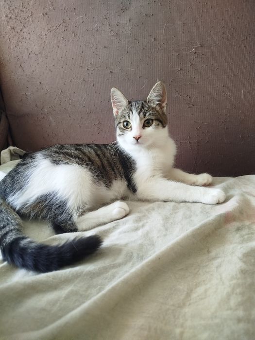 ТЕРМІНОВО ШУКАЮТЬ дім милі хвостики!!