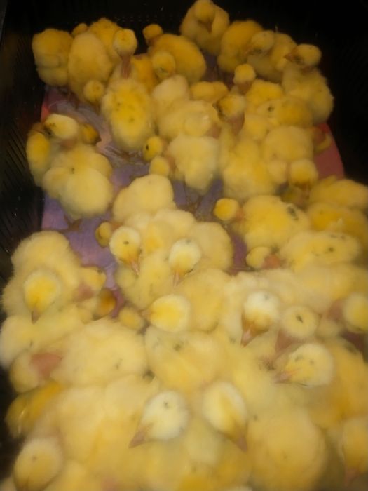 Цыпленок Долматинца