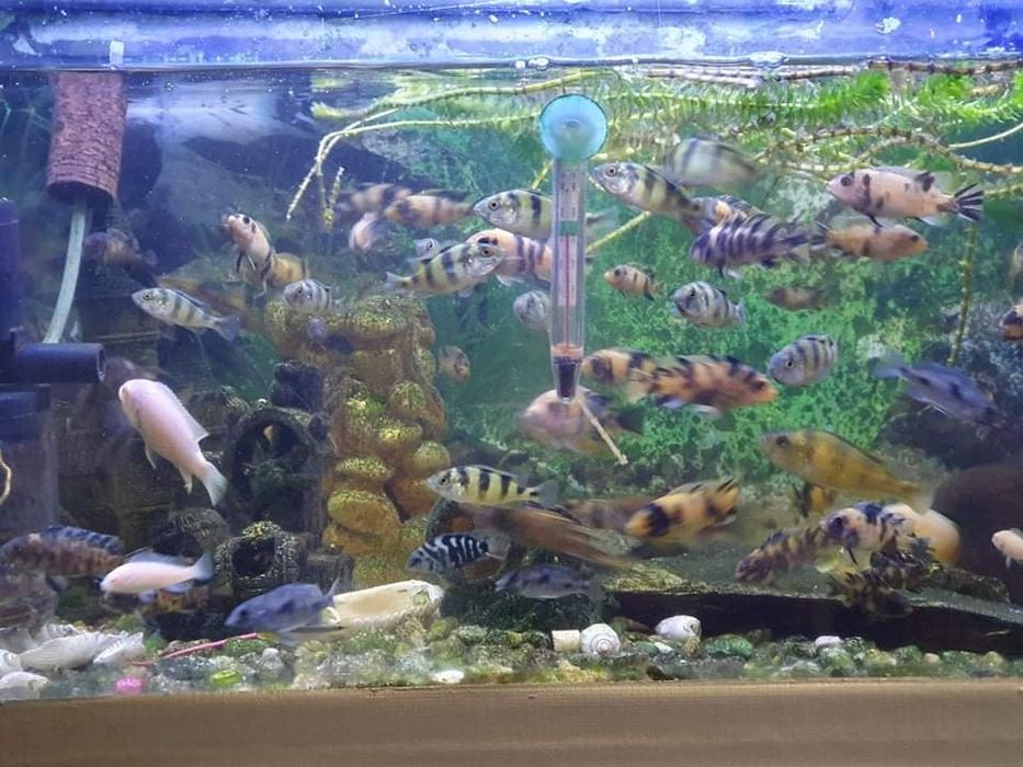 Ciclídeos Africanos de várias espécies 5€
