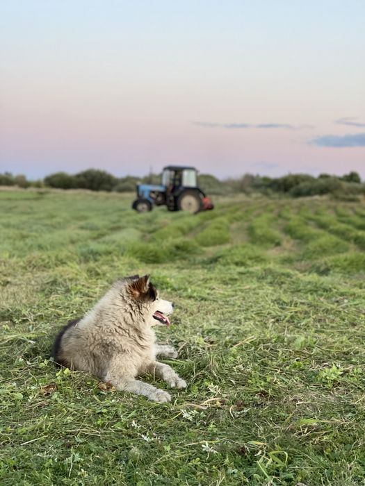 Сіно лугове різнотравʼя в тюках | Від виробника