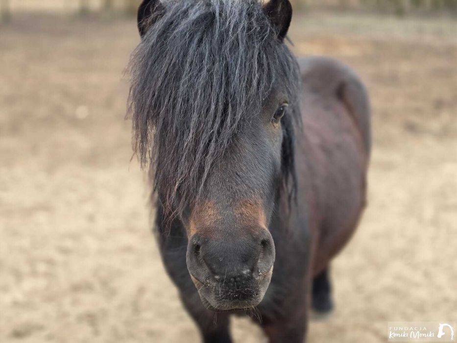 JARUŚ, zdrowy, młody kucyk do adopcji, za darmo