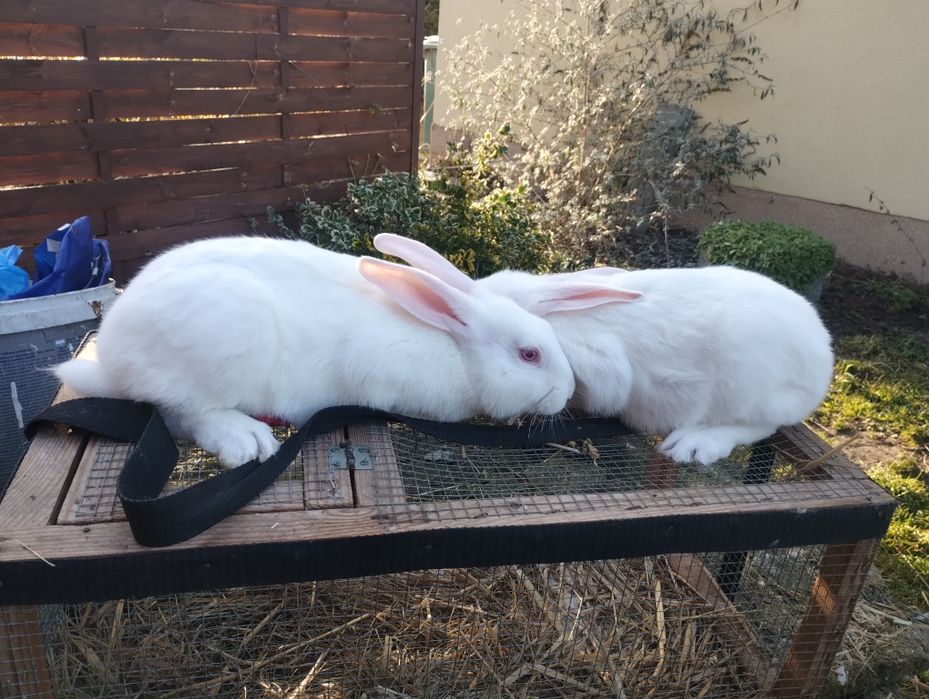 Króliki Termondzkie samiczki