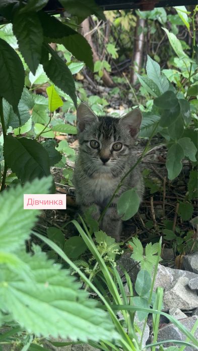 Кошенята шукають сімʼю!!!Безкоштовно!!!