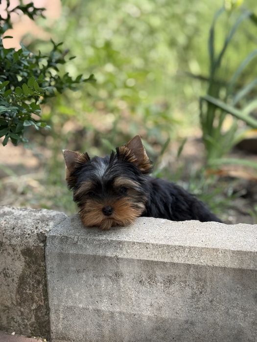 Міні дівчинка йорк