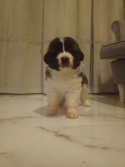 Moskiewski Pies Stróżujący