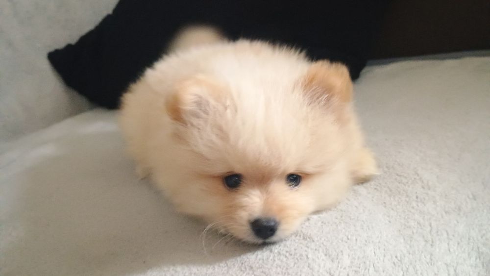 Szpic miniaturowy Pomeranian