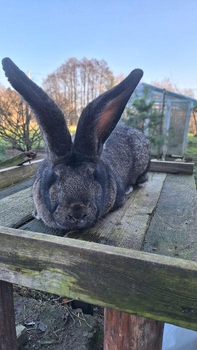 Olbrzym belgijski  szary