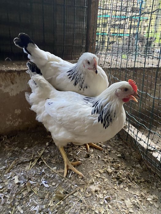 Pintos varias cores e idades