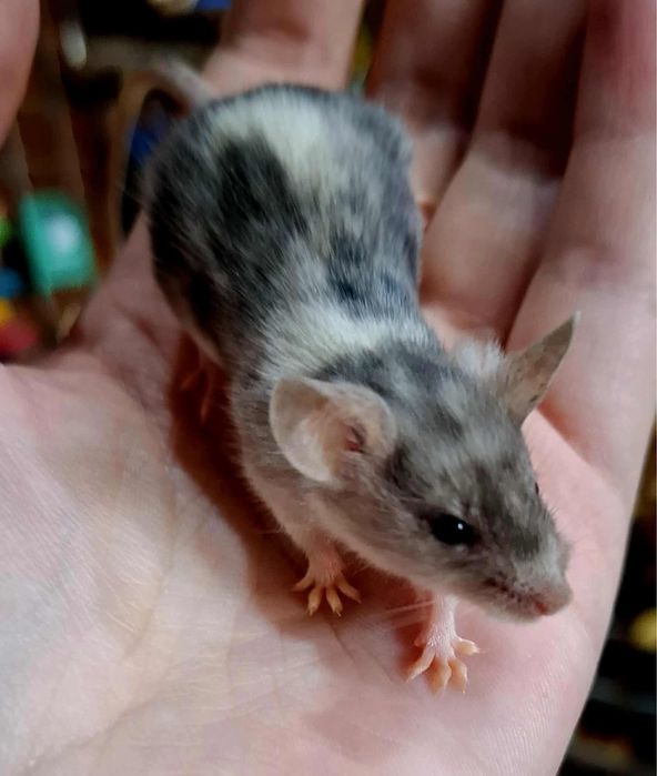 Myszki rasowe Sklep zoologiczny Aqualife