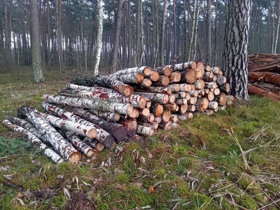 Drewno kominkowe,opałowe