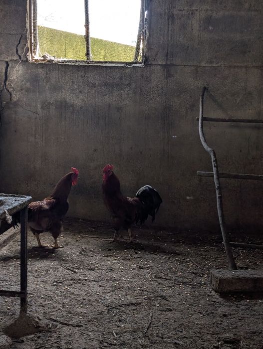 Venda de  galos caipiras