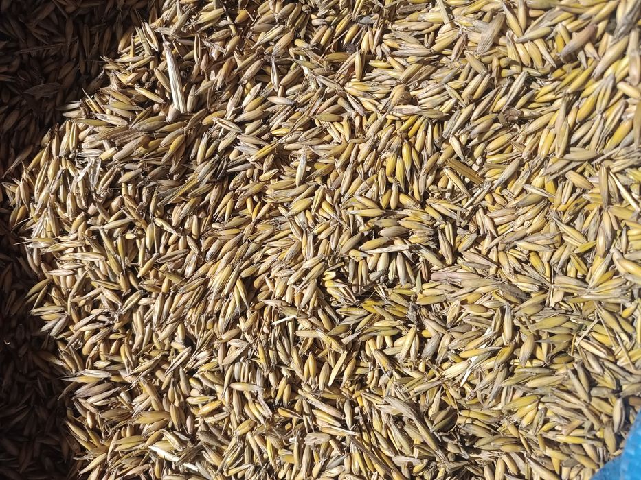 Sprzedam owies Bingo