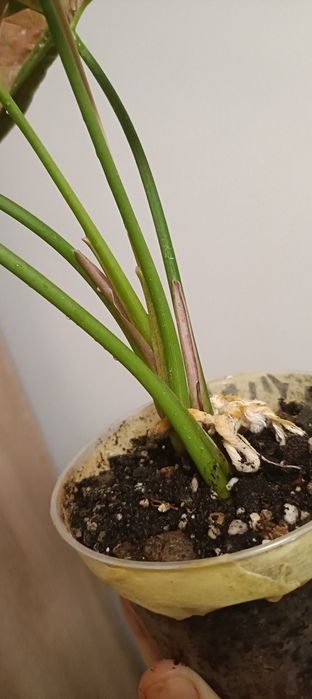 Kolekcjonerskie-Syngonium Pink Venom variegata