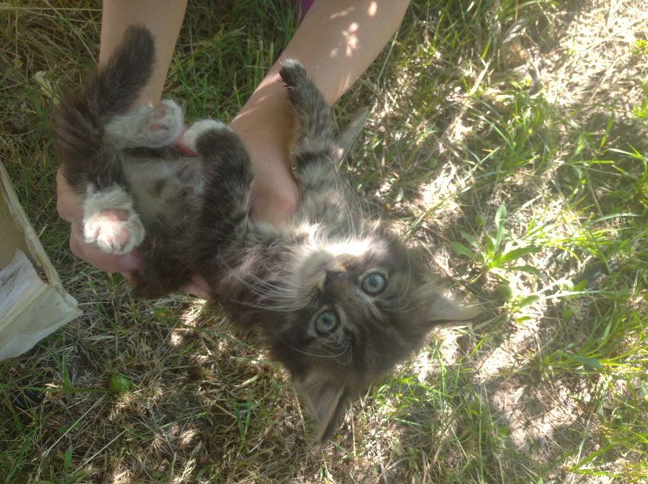 Котик шукає дім. Безкоштовно