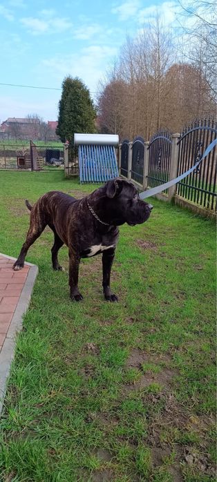 Cane Corso Italiano ,  hodowla Corso Dragon