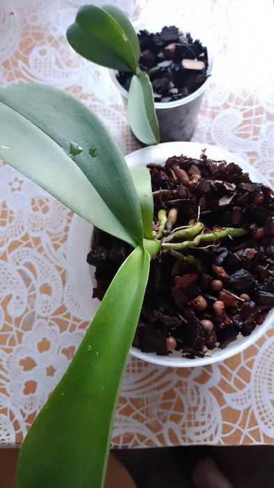 Продам орхидею белая