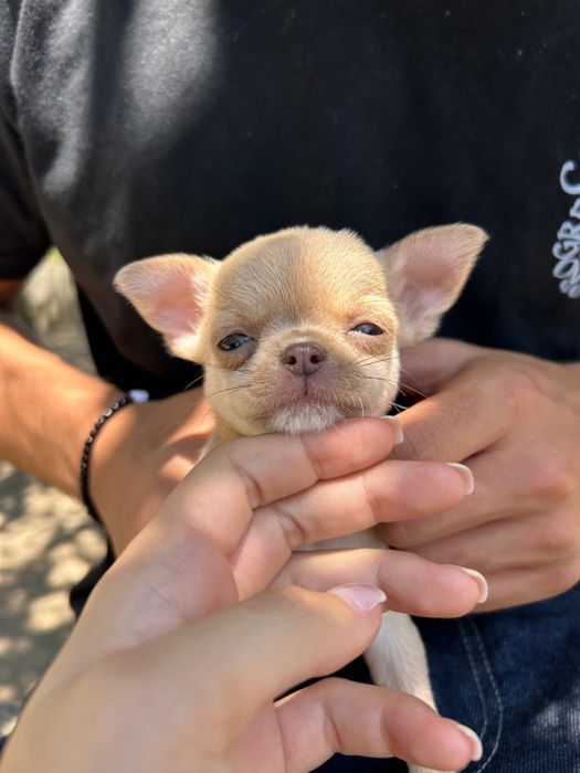 Menina Fawn Pelo Curto