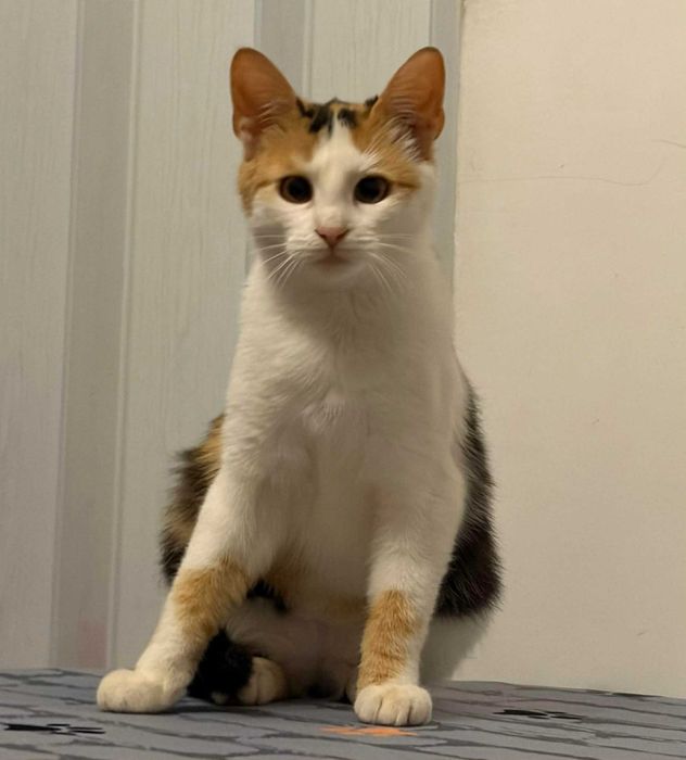 Piękna tricolorka do adopcji