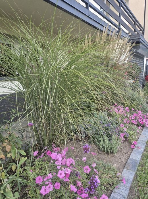 Miskant gracillimnus