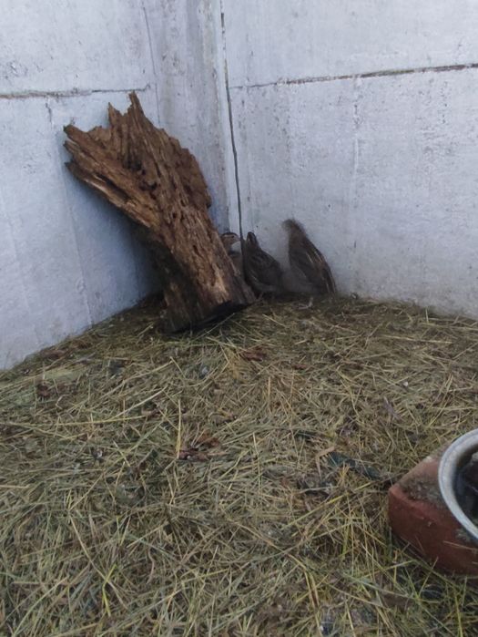 Sprzedam 8 młodych przepiórek japońskich