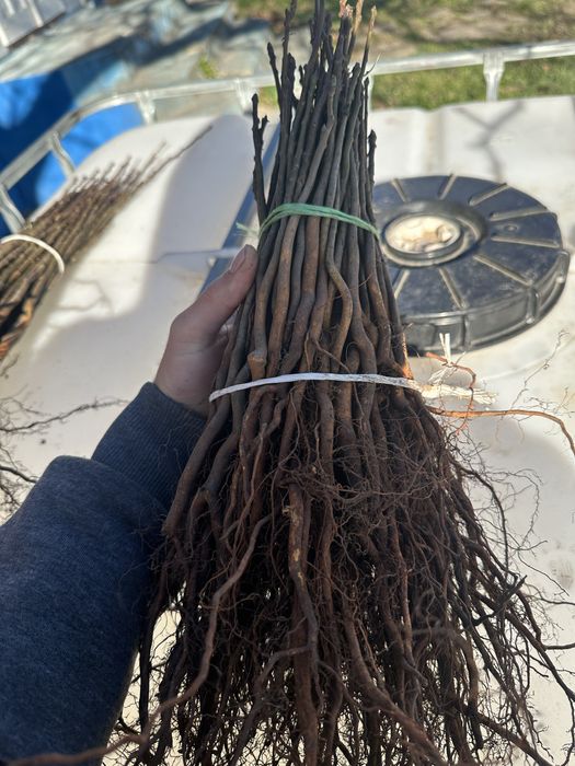 Продам дичку груші,антипка,алича,айва сідо,