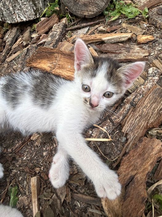 Кошенята шукають дім