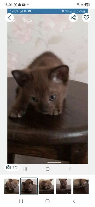 Самые лучшие бурманские кошки здесь