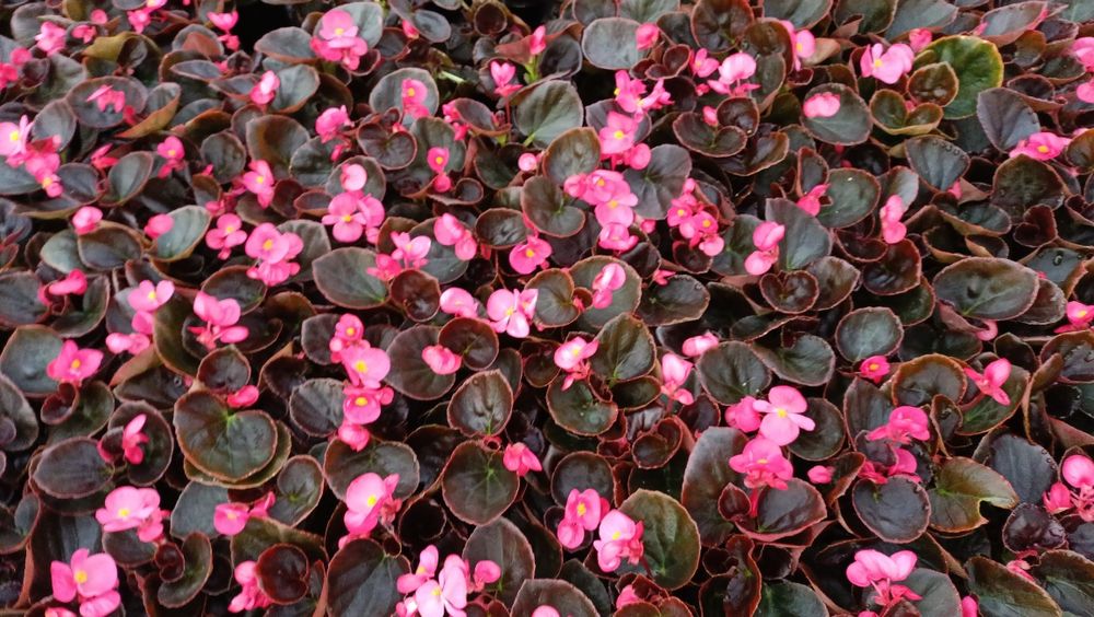 Квіти весняні петуні бегонія газанія пеларгонія ізолепіс вівсяниця