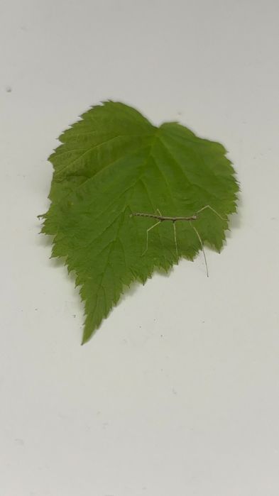 Oddam młode patyczaki z własnej hodowli