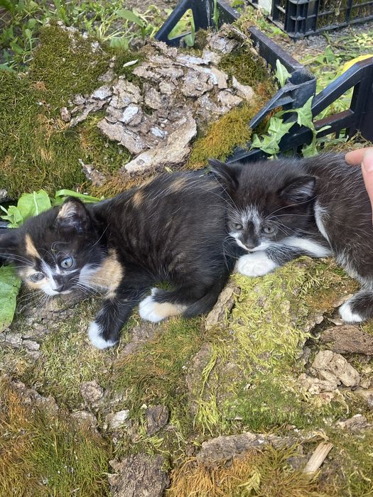 Котики шукають дім