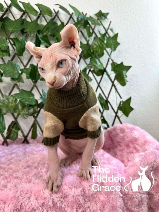 Котик ельф у вашу родину