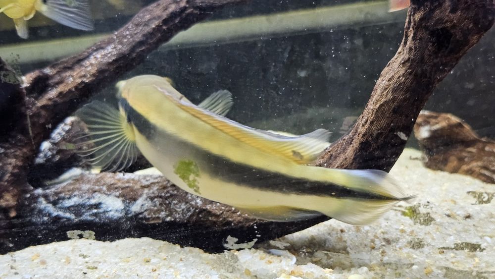 Crenicichla johanna(jacunda) 25cm