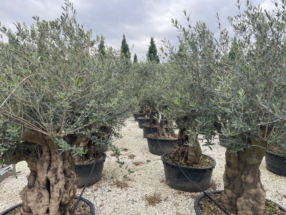 Drzewa oliwne / formy bonsai