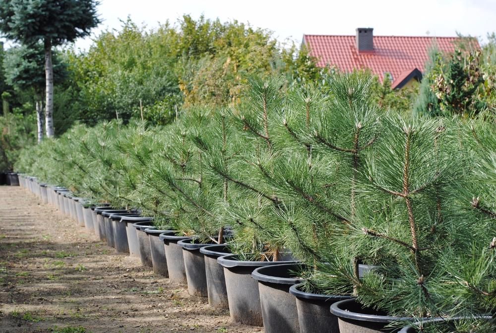 Sosna Czarna 'Pinus Nigra' wys ok. 100cm wys. Leszno wlkp.