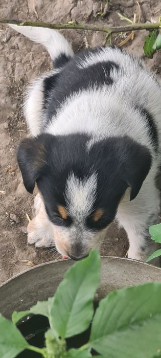 Віддамо цуценят у добрі ручки