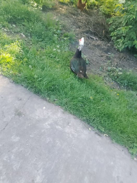 Sprzedam kaczora piżmówka