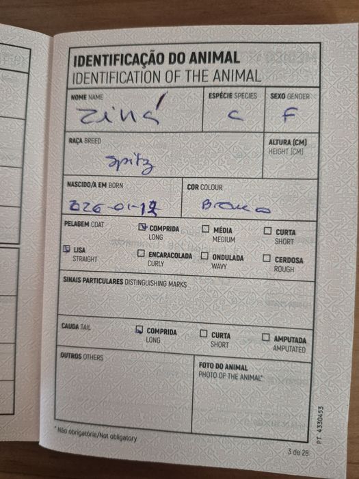 Spitz Alemão Anão Fêmea Mini 4 Meses Com LOP e Afixo Criadora Registada PT 30
