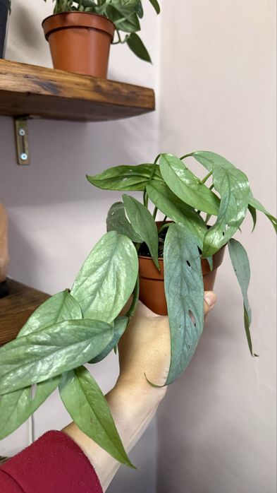 Епіпремнум Себі Блу Піннатум