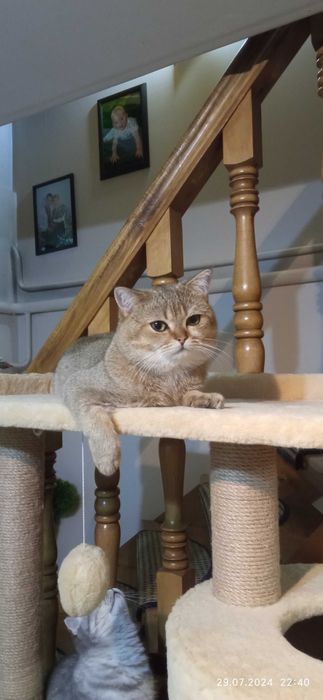 В'язка, Шотландський котик.