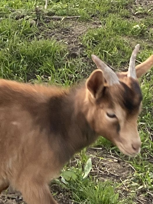 Cabrito macho 4 meses