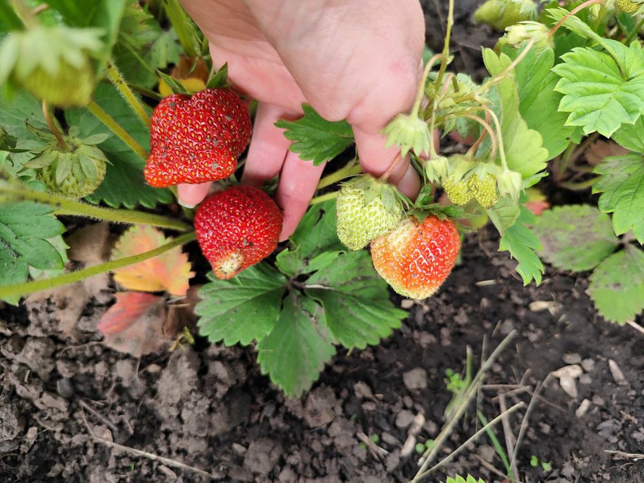Клубника Хоней саженцы клубники  малина ремонтантная зизифус ежевика
