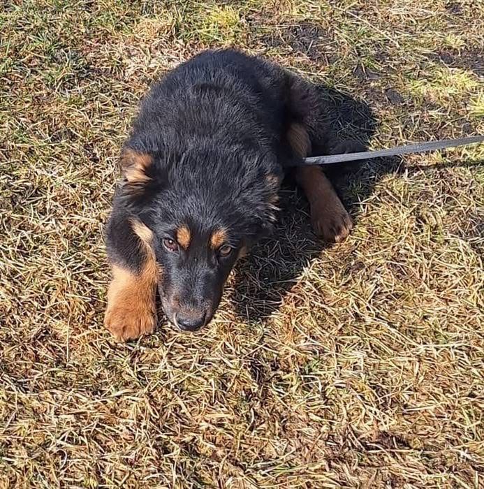 Dwa szczenięta ,będą małymi psami.