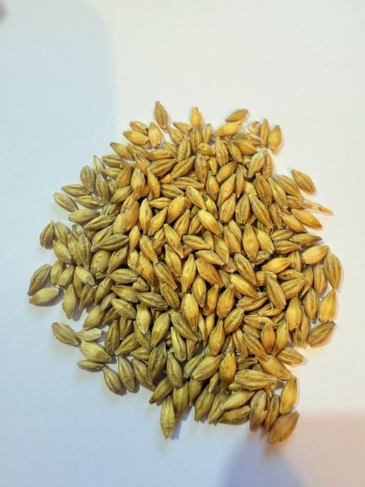 Jęczmień jary  czyszczony  .Możliwa wysyłka