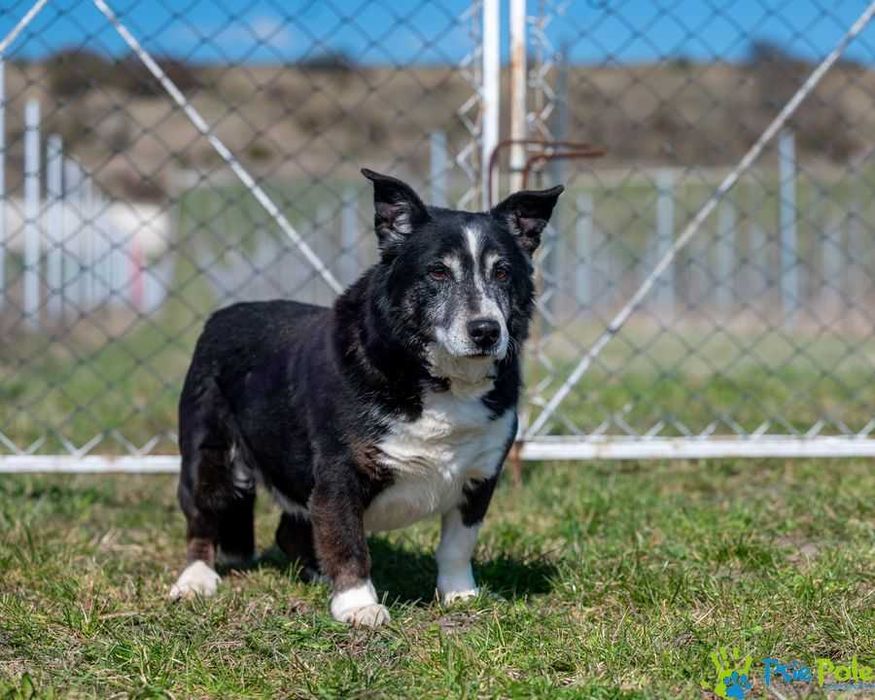 Uroczy grzeczny CASANOVA